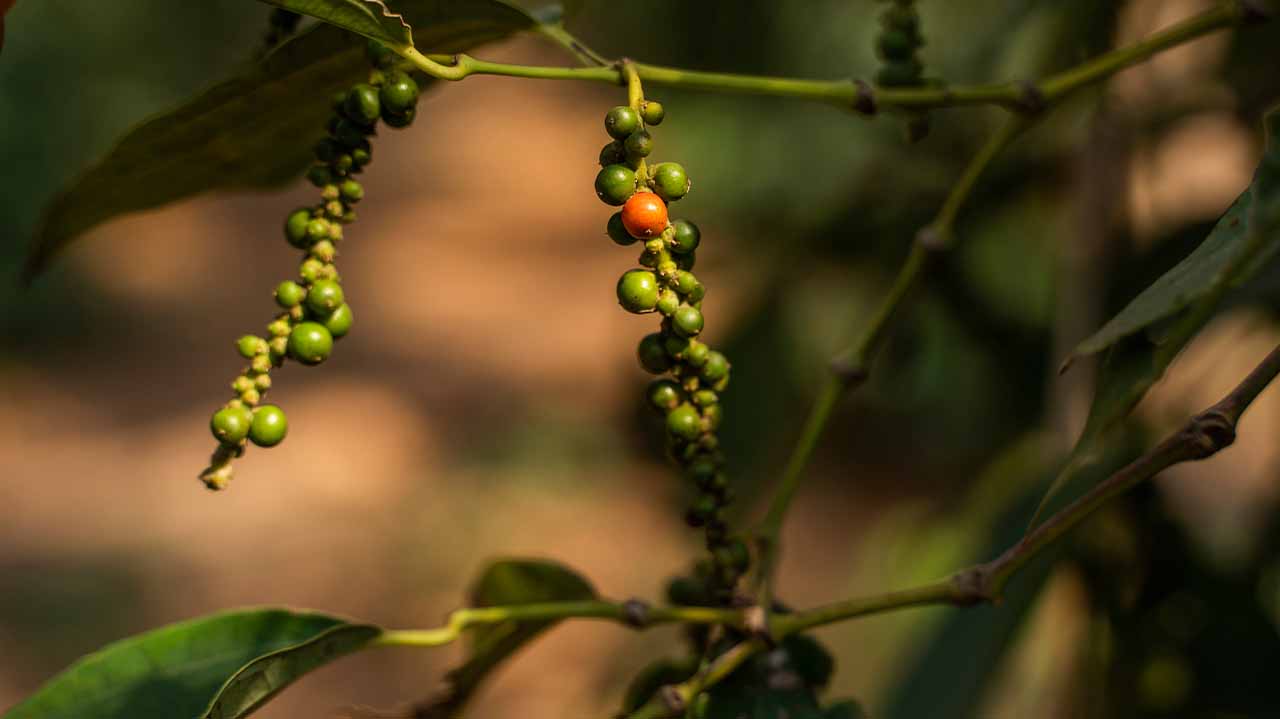 Kampot Pepper Farm Cambodia